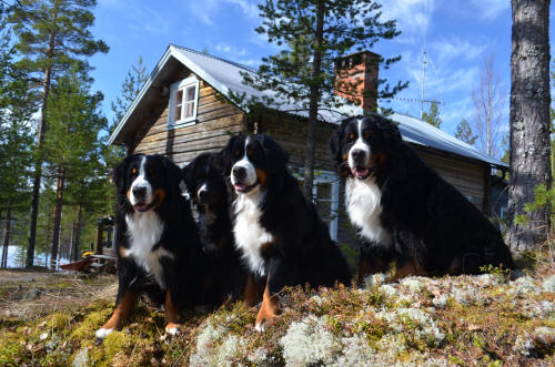 Maj 2013. Fr V� Sture, Lady, Himla och Keno
