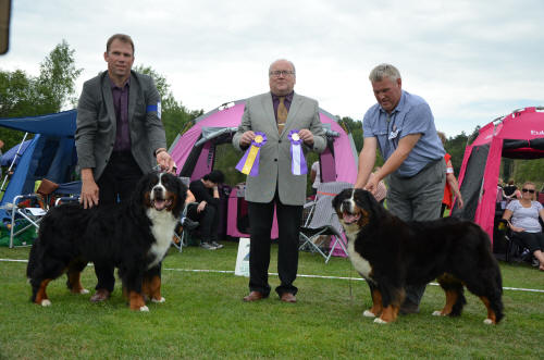 Eskilstuna 2013 Keno 9,5 �r BIR Veteran BIM  Calfridas Frolic Friendly Fannie 