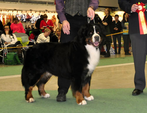 18/12-12, SV-12 BIR och BIS 2 Veteran Keno snart 9 r. 