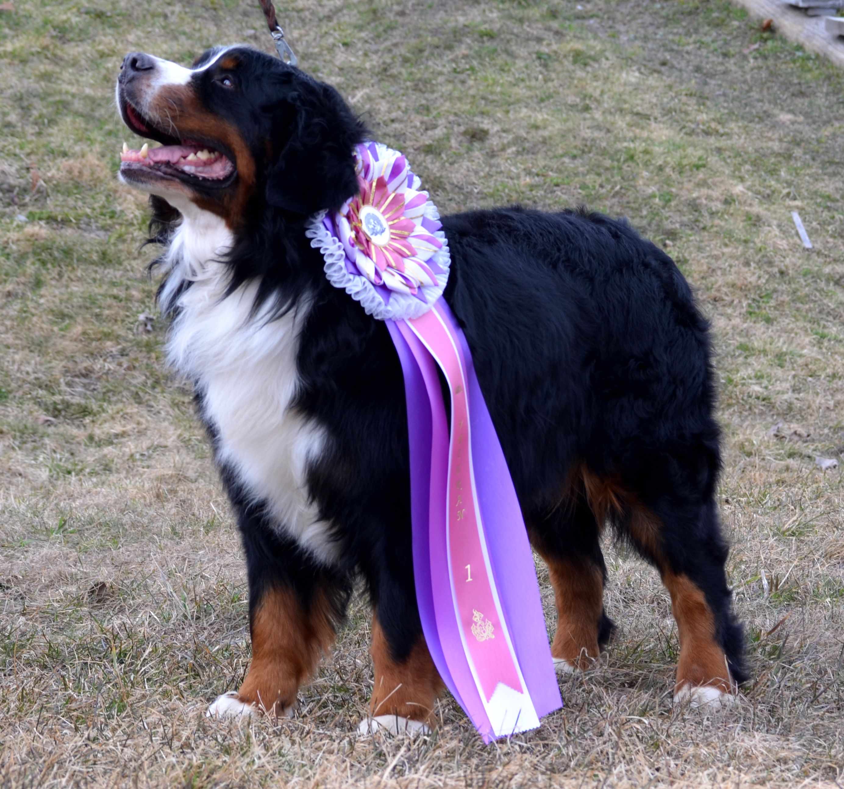 Keno BIS Veteran skk S-vall2012