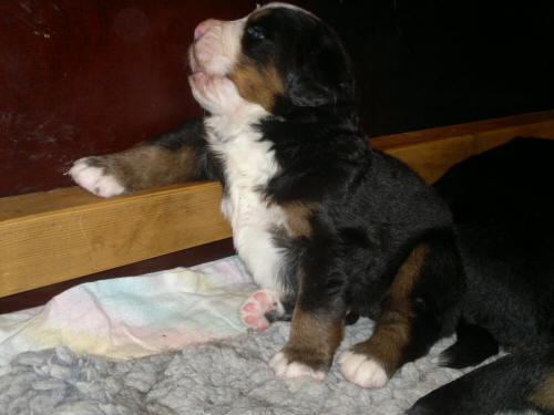 Bar h�ng! En stro mj�lk Tack! Hane 6 ca 3v.
