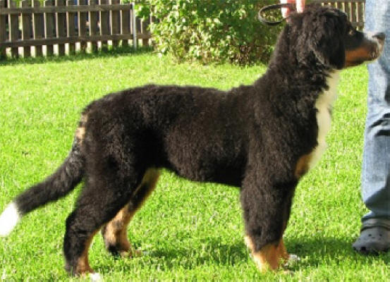 Berntiers Legolas ca 4 m�n. BIR och BIS 1a puppy
