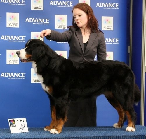 AUSTRALISK CHAMPION Berntiers Love Me Long Time ca 16 m�nader
