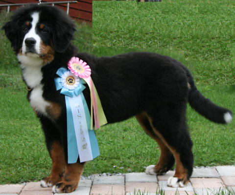 Bertiers Lighting the Way ca 4 m�nader. Bir och BIS 2a puppy