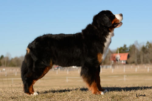 Bettan ca 14 m�n 1a Jkl Exc Ck, 3 BTKL SSHK Sala 2015