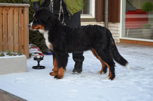 Sixten Svartkrut ca 6 m�n