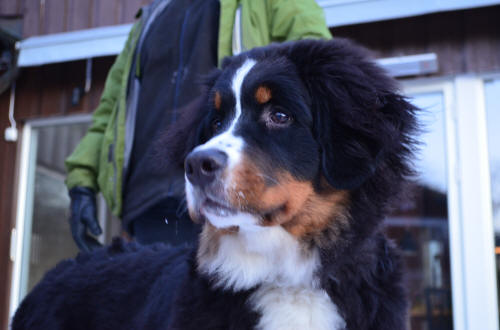 Sixten Svartkrut ca 6 m�n