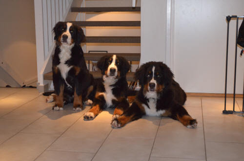 Stina, Sture, Sixten ca 6 m�n