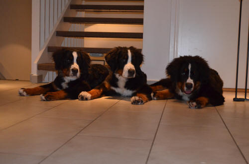Stina, Sture, Sixten ca 6 m�n