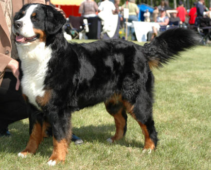 Gangsterluvans Nellie Niagara ca 2 years