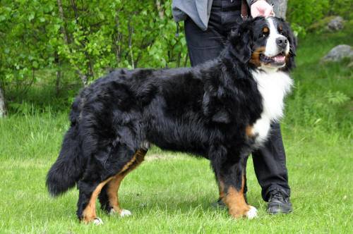Gangsterluvans Sten-Sture Svartkrut ca 1 �r och 10 m�n