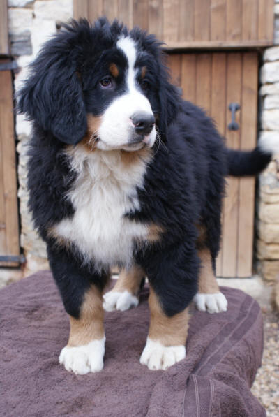 Greco 3 months