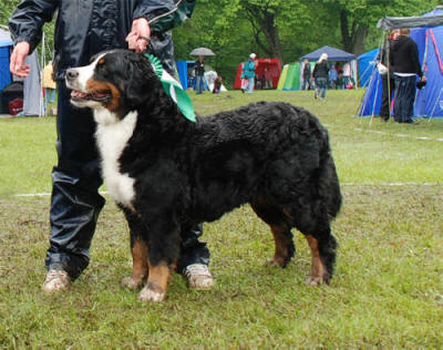 Hedvig 8 r och Cert och BIM i Hssleholm