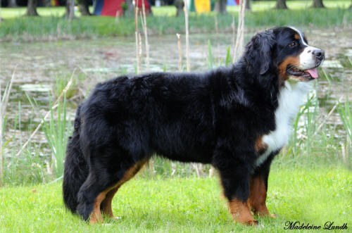 Himla ca 2 year