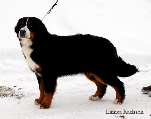 Himla 8,5 months, BOB and Best in SHOW puppy in SALA