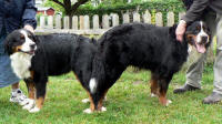 Bermounts Giggi och Keno h�gning 