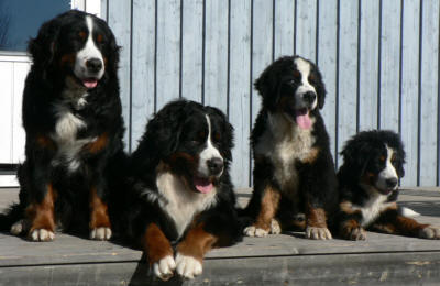 3 generationer Gixa, Keno, Tjalle och Tuttan 5 m�nader
