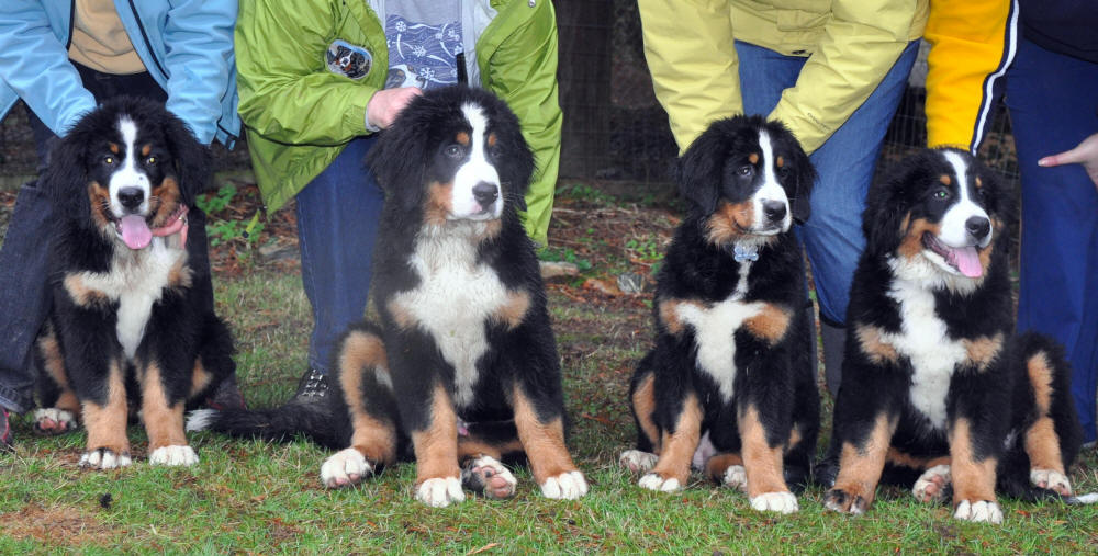 4 months, Hugo, Espen, Libby och Jack