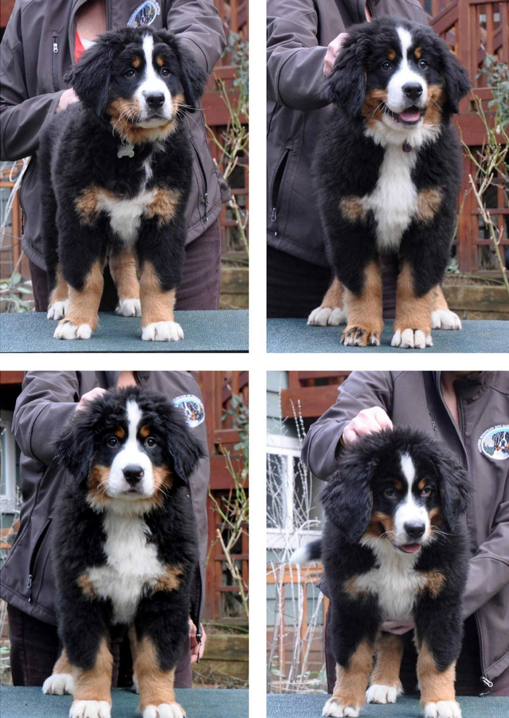 12 weeks