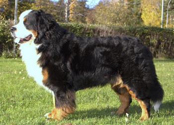 Lurvas ca 1 �r och 10 m�nader
