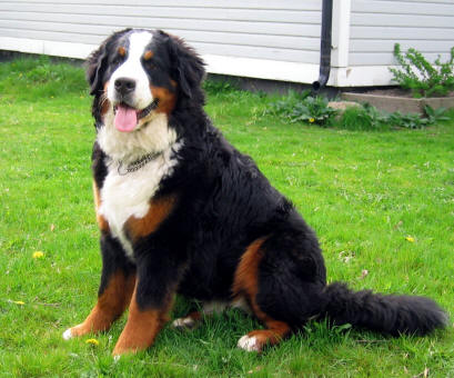 Nellie 1�r