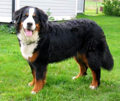 Nellie 1 år