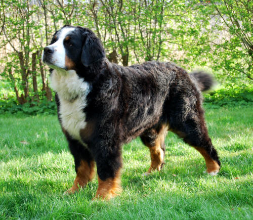 Nellie 3 �r/year
