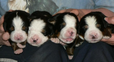 Hanar 1  vecka, 2an, 3 an, 4 an, 6 an