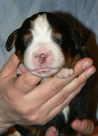 Tik 7an, 1 vecka