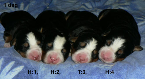 Fr v�nster Hane 1, Hane 2, Tik 3 och Hane 4