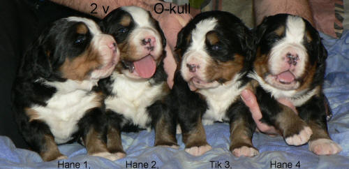 O-kull 2 veckor/weeks