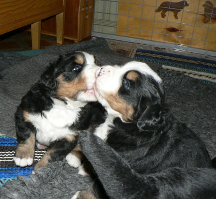 Reng�ring eller puss?/Cleaning or kiss?