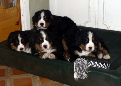 Olitters after thers first meeting with snow