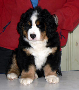 Oskar Or�dd 8 v