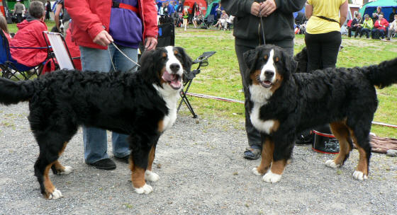 Oskar Or�dd och Olle Olympus ca 8 m�n i Byske