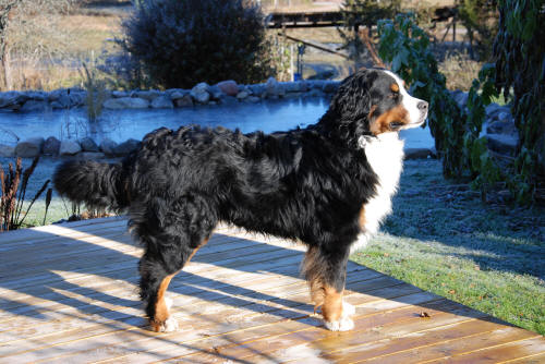 Oskar ca 2.5 �r