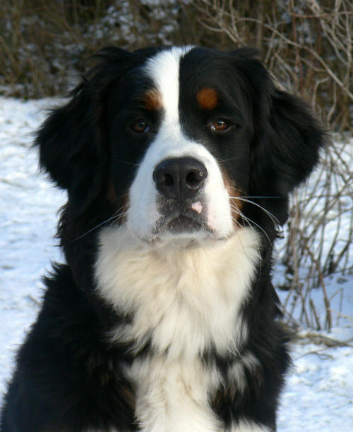 Pinglan 1 �r/1 year