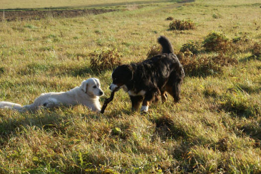 Pinglan och hennes lekkompis 2011