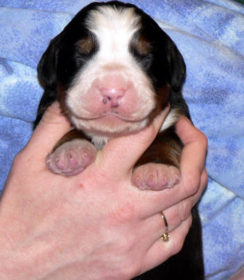 Hane/male 2, 1 week