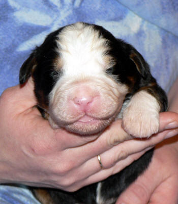 Hane/male 4,  1 week