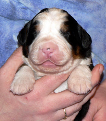 Hane/male 5,  1 week