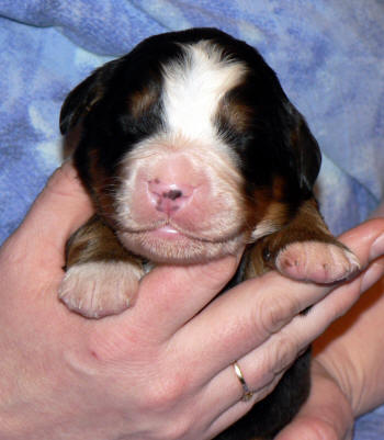 Hane/male 7,  1 week