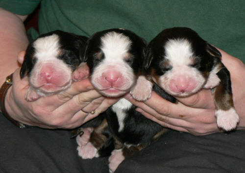 1 dag, Tikar 1,3 och 6