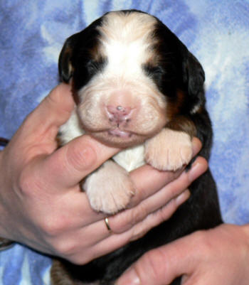 Tik/female 1, 1week