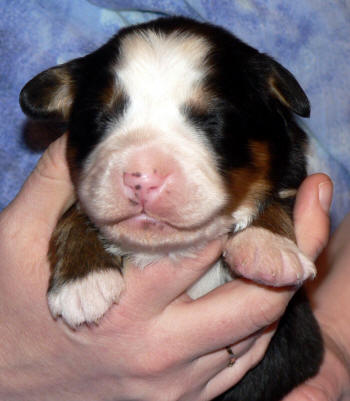 Tik/female 6, 1 week