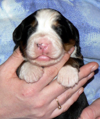 Tik/female 3, 1 week