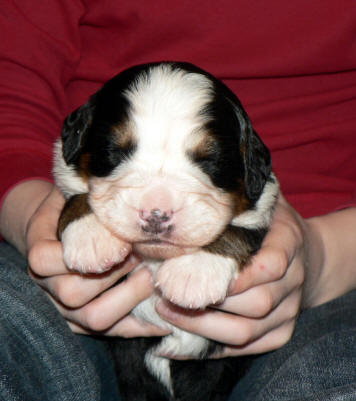 1:an 2 weeks