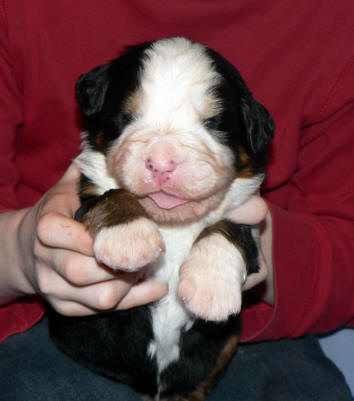 4an 2 weeks