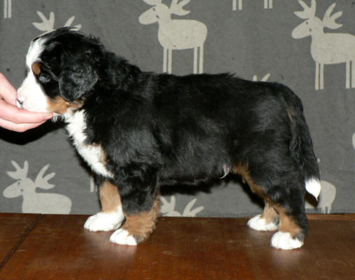 2an male 5v