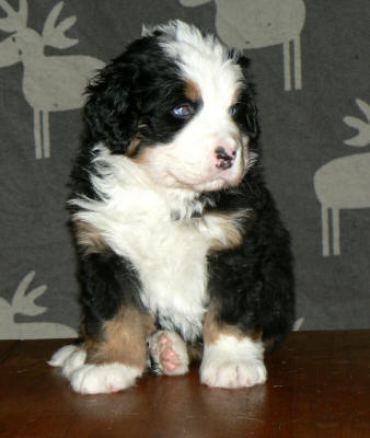 4an male 5v